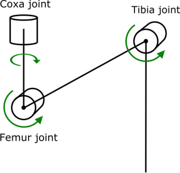 Figure 6 Basic configuration of hexapod's leg. From the left, coxa joint which moves the leg forward and backward, femur and tibia joints which move the leg up and down.