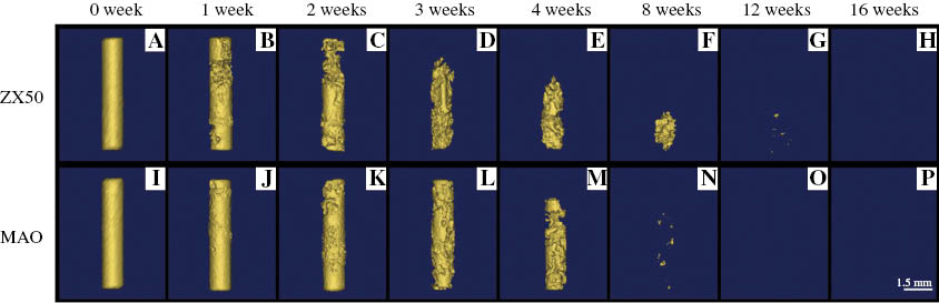 Figure 2: 
					CT images (3-D reconstruction) showing the degradation of untreated (A–H) and MAO-treated (I–P) ZX50 pins after implantation in rats.
					Reprinted from Fischerauer et al. (2013), with permission from Elsevier.
				