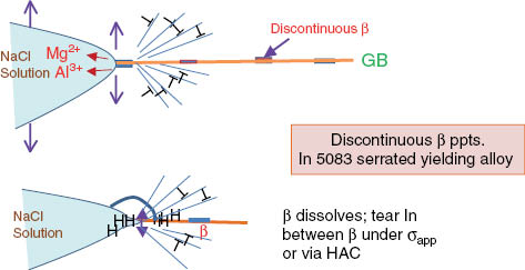 Figure 6: 
						Fracture process in 5083 alloy with discontinuous GB-β In NaCl environment.
					