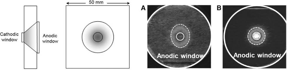 Figure 3: 
					Hydrogen diffusion revealed by photoelectrochemical techniques through (A) API 5L X60 steel and (B) X100 steel (0.2 cm2 anodic window, 12.5 cm2 anodic window size) (Cogliati et al., 2003).
				