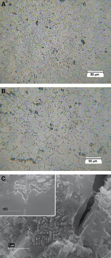 Figure 5: 
						Microstructure and corrosion morphology of 5000 series Al alloys. (A, B) Images at the metallographic microscope of as-polished Al 5754-H111 and Al 5083-H111 surfaces after etching with 10% H3PO4 at 60°C; (C) SEM image showing discrete rodlike β-phase particulate (Al3Mg2) on the surface of Al 5083-H111 after PS in air-saturated 0.6 m NaCl (pH 6.5), using as-received specimens and irev=5 mA/cm2, inset – cross-sectional SEM image showing a crevice-like pit (Trueba & Trasatti, 2010, reproduced with permission of Elsevier).
					