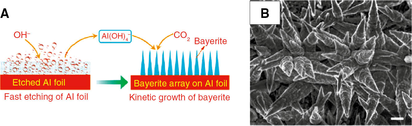 Figure 6: 
						Schematic (A) and SEM micrograph (B) for the growth mechanism and final shape of the bayerite β-Al(OH)3 array on the Al foil created by etching method. Reprinted with permission from Liu et al. (2013). Copyright (2013) American Chemical Society.
					