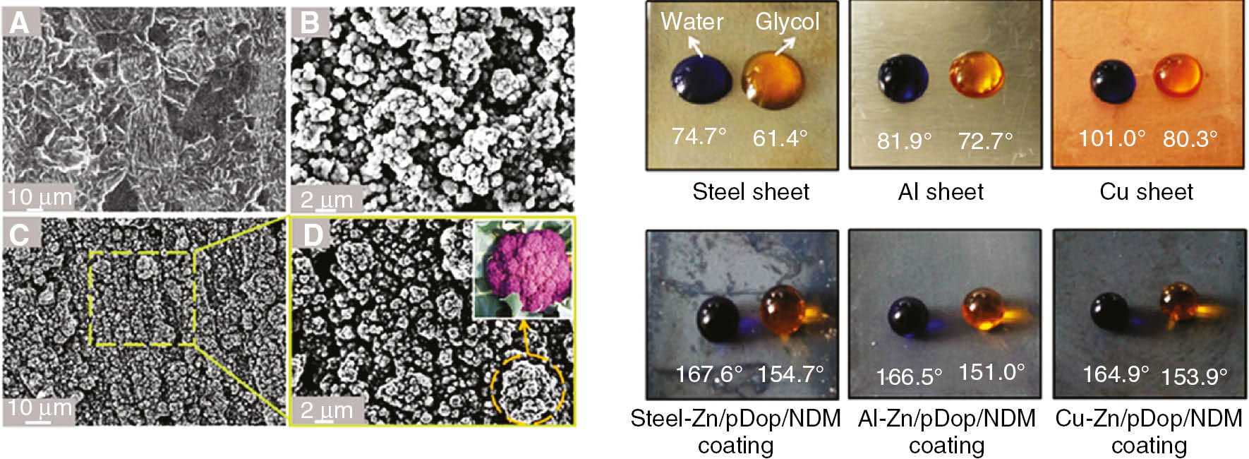 Figure 12: 
						The SEM photographs on the left side show the (A) polished steel, coated steel substratum with a Zn/pDop coating (B) before and (C, D) after heat treatment. Insert (D): an optical photograph of a cauliflower. On the right side is the measured CAs of water and glycol on different metal (Wang et al., 2016d). © 2016 Elsevier B.V. All rights reserved.
					