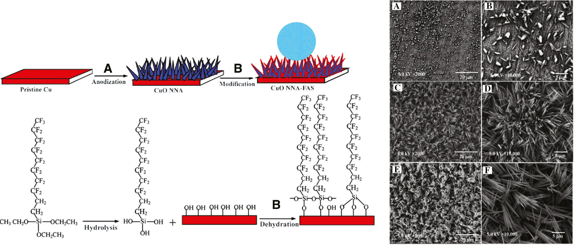 Figure 18: 
						On the left side, a schematic explanation of the two-step fabrication method of super water-repellent CuO-NNA-FAS surface and on the right side SEM of the anodized CuO NNA with different magnification at variable time (A and B) 5 min, (C and D) 25 min, and (E and F) 40 min (Xiao et al., 2015). Copyright © 2015, Royal Society of Chemistry.
					