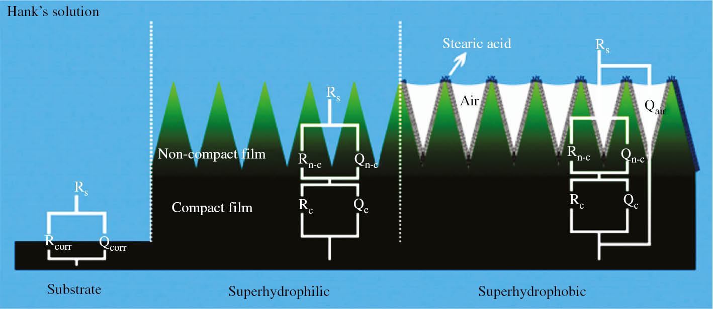 Figure 31: 
					Schematic diagram of interface models of the bare substrate, the samples with superhydrophilic film and superhydrophobic film in Hank’s solution, and the electrochemical equivalent circuits (Wang et al., 2015a). Copyright © 2014 Elsevier Inc. All rights reserved.
				