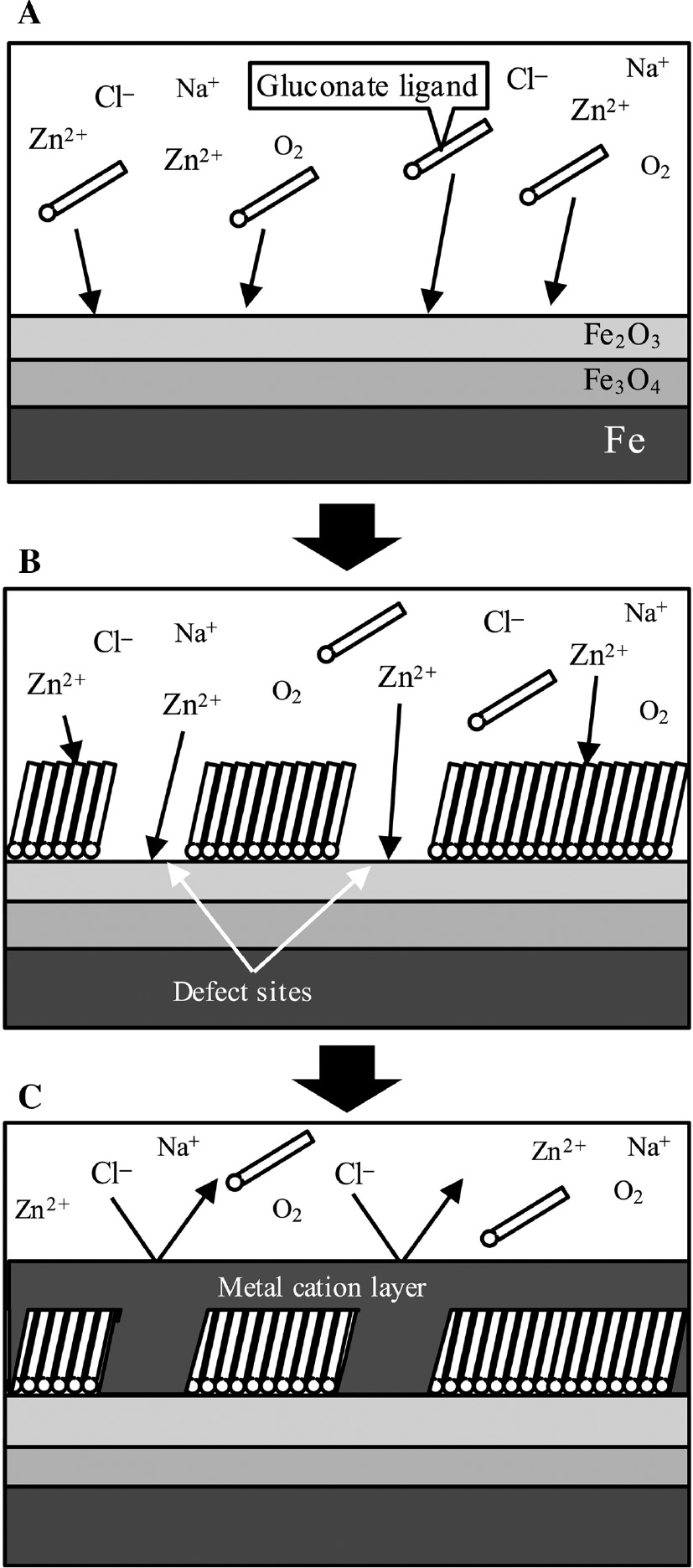 Figure 10: 
						Schematic images of the synergistic inhibition mechanism of gluconates and Zn2+ with large Y for mild steel corrosion in the model fresh water.
					