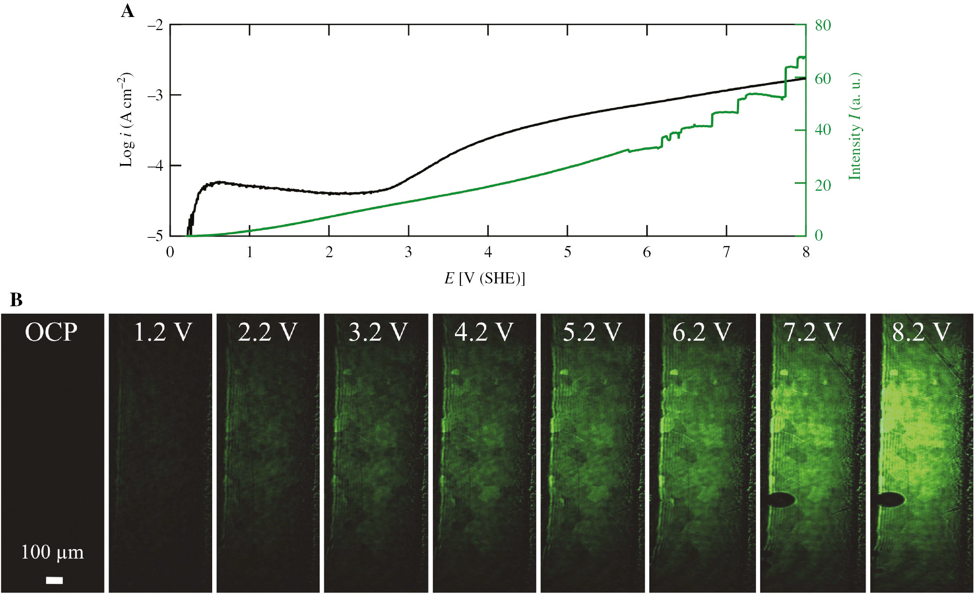 Figure 10: 
					(A) Anodic current and total intensity of an ellipsomicroscopic image as a function of potential during the dynamic polarization of titanium in 0.05 m H2SO4 solution and (B) ellipsomicroscopic images at the initial null condition at OCP and at potentials of 1.2, 2.2, 3.2, 4.2, 5.2, 6.2, 7.2 and 8.2 V (SHE). The potential was swept at a rate of 5 mV s−1 (Fushimi et al., 2014).
				