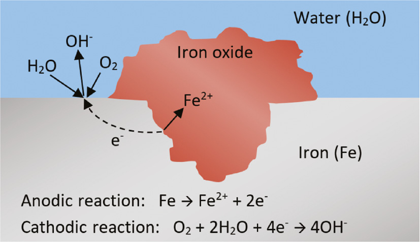 Figure 3: 
					Schematic representation of the corrosion process of iron-based alloys in aqueous solutions.
				