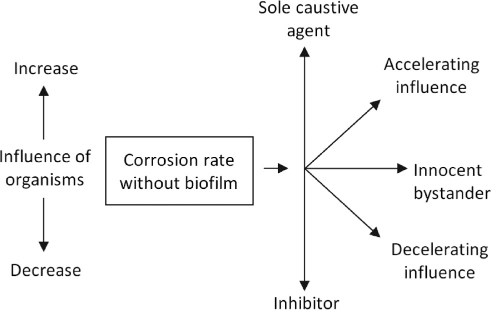 Figure 15: 
						Influence of a biofilm on the corrosion rate.
					