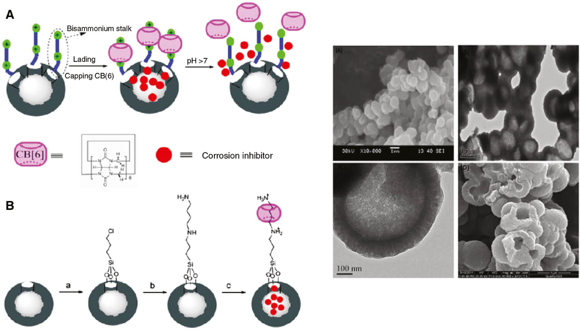 Figure 2: 
                (A) Schematic illustration showing the operation of pH-responsive nanovalves. (Right) TEM and SEM images of HMSs. (B) The assembly process of HMSs where the steps correspond to (i) CPTES, dry toluene, reflux/95°C/24 h, (ii) BDA, dry toluene, reflux/12 h, and (iii) BTA, acetone, 24 h; then CB[6], NH4OAc buffer solution, pH 6.5, 24 h (reproduced with permission from Chen & Fu, 2012a; Copyright @ IOP Science).
              