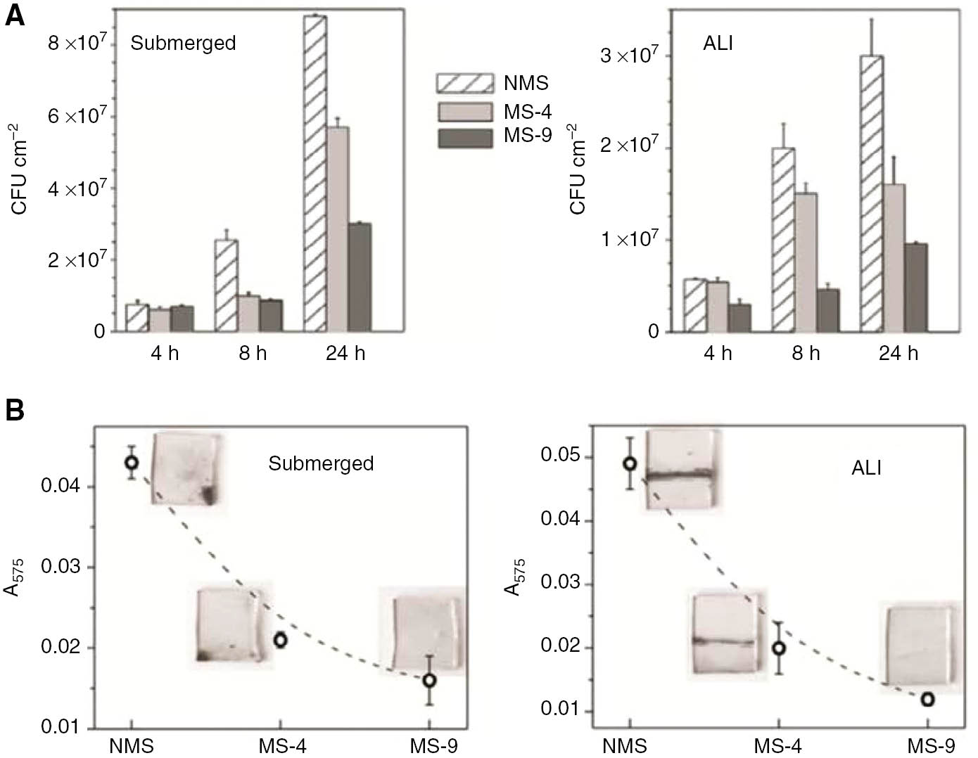Figure 12: 
              (A) Effect of mesoporous surfaces (MS) on the average numbers of attached cells (quantified by the plate count method). Submerged and ALI biofilms were grown on mesoporous MS-4 and MS-9 surfaces (NMS, control surface). (B) Effect of mesoporous surfaces on the formation of biofilm assessed by crystal violet staining (by measuring absorbance at 575 nm) (reproduced with permission from Pezzoni et al., 2017; Copyright @ Elsevier).
            