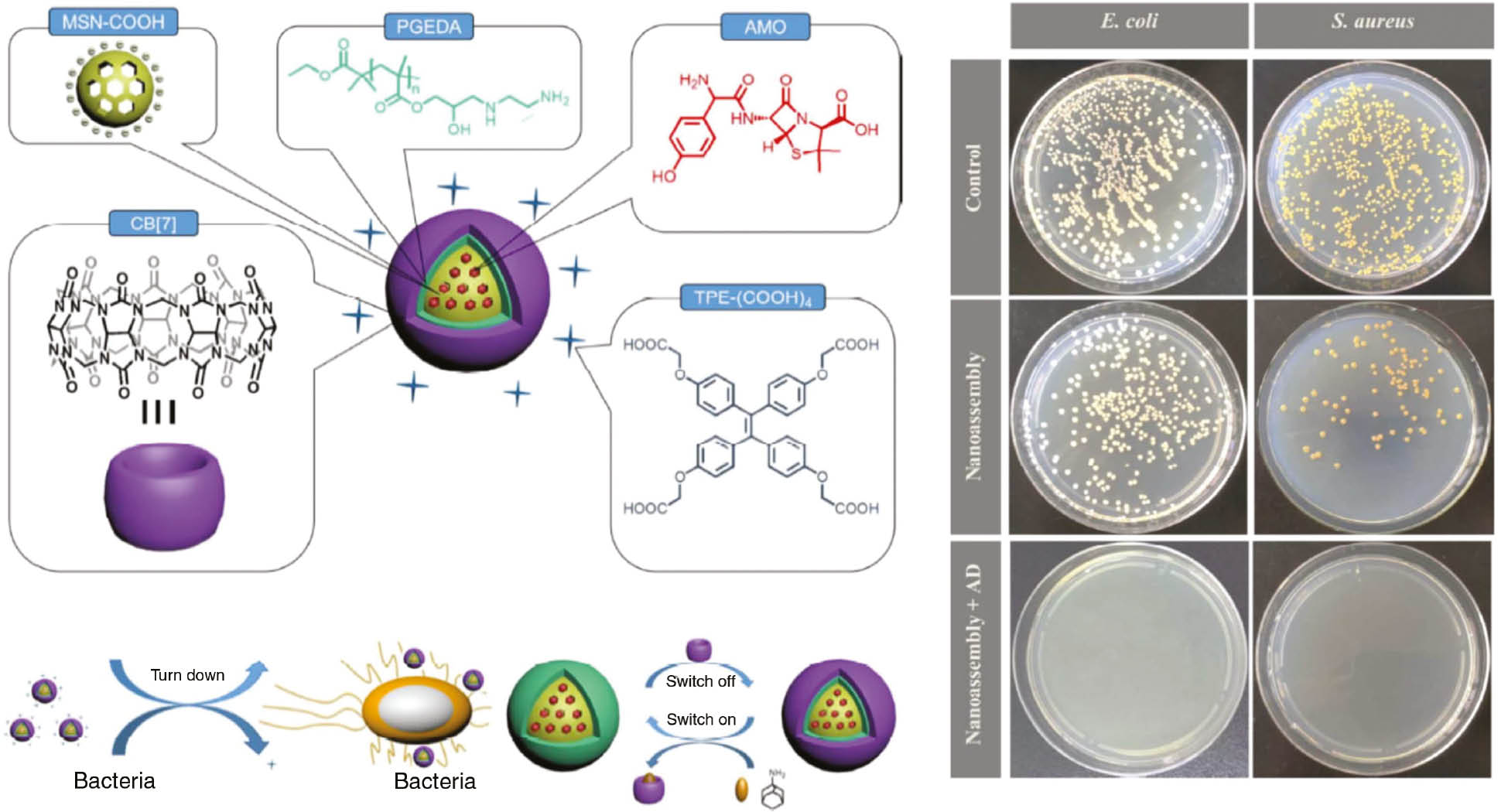 Figure 13: 
              (Left) Schematic illustration of the nano-assembly and likely mechanism for bacterial detection and inhibition. (Right) Colony forming units for Staphylococcus aureus and Escherichia coli treated with nano-assembly before and after the addition of AD on LB agar plate (reproduced with permission from Li et al., 2017; Copyright @ The American Chemical Society).
            