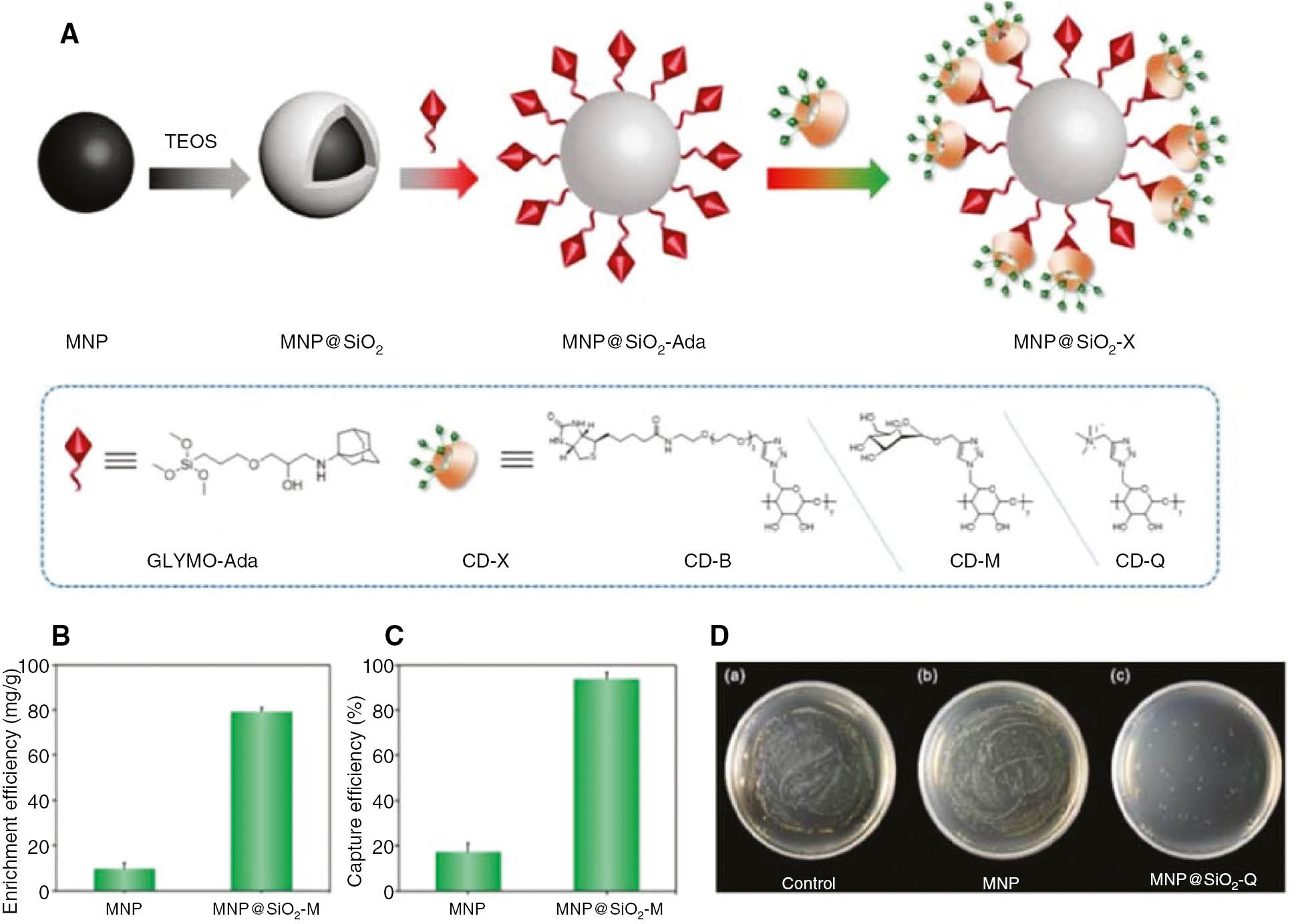 Figure 15: 
              (A) Preparation method for MNP@SiO2-Ada and integration with CD-X. (B) Adsorption of 0.1 mg ml−1 FITC-ConA on MNP and MNP@SiO2-M. (C) The bacterial capture efficiency of MNP and MNP@SiO2-M for Escherichia coli. Error bars denote the standard deviation of the mean (n=3). (D) Typical photos of Staphylococcus aureus colonies formed on agar plates at a density of 1×105 CFU ml−1 (a) and after being treated with MNP (b) and MNP@SiO2-Q (c) for 3 h (reproduced with permission from Hu et al., 2018; Copyright @ The Royal Society of Chemistry).
            