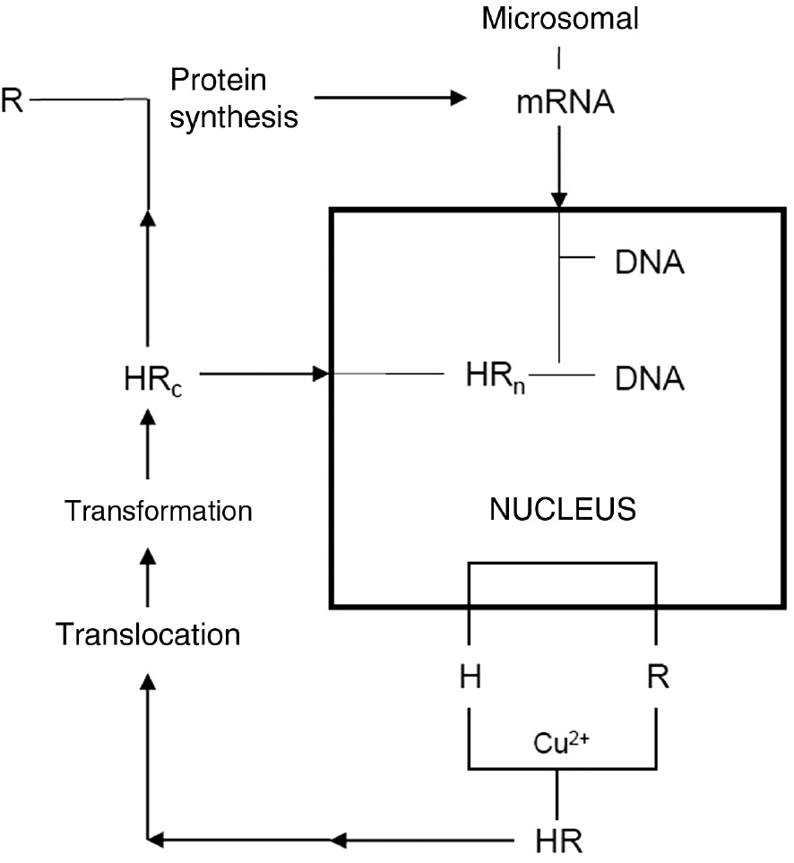 Figure 11: 
					Recycling reproductive process mechanism. H, hormone; HR, hormone-receptor complex; HRc, hormone-cytoplasmic receptor complex; HRn, nuclear hormone-receptor complex; mRNA, RNA (carrier of genetic codes); R, receptor.
				