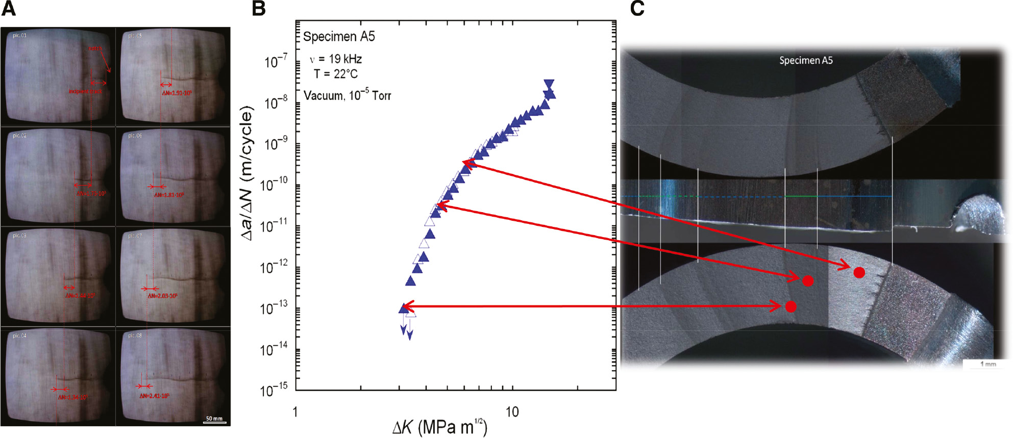 Figure 1: 
						Testing procedure for determination of Δa/ΔN vs. ΔK curves with the ultrasound fatigue technique and correlation with fracture surface morphology. (A) Observation of specimen surface with a microscope attached to a CCD camera, (B) Δa/ΔN vs. ΔK curve, and (C) locations on fracture surfaces are correlated with Δa/ΔN vs. ΔK curve (Stanzl-Tschegg & Schönbauer, 2010b).
					