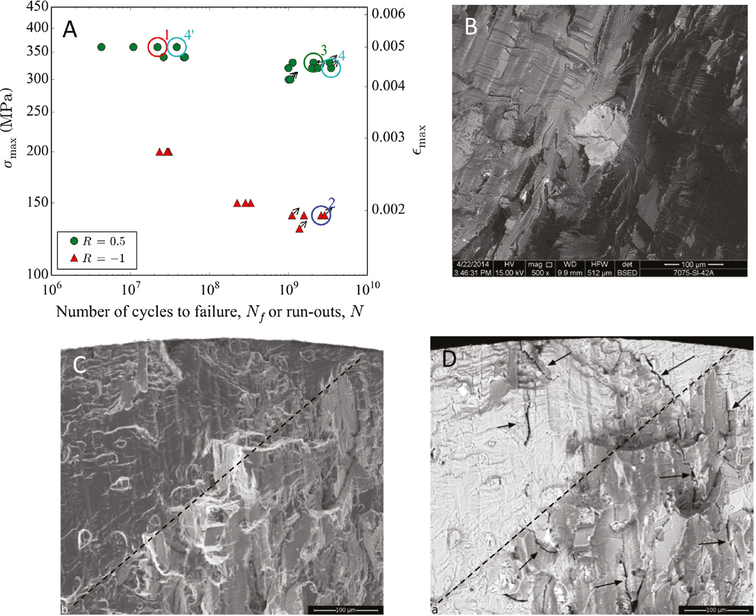 Figure 8: 
						
							S-N curves of alloy 7075-T651 at constant 20 kHz loading at R=−1 and +0.5 in ambient air and fractography. (A) Strong R-ratio influence. At R=+0.5: (B) interior, brittle crack start from inclusion, crack arrest after 109 cycles. (C) Very rough fracture surface in different planes (border indicated by dashed line) with crystallographic and grain-boundary features. (D) Backscatter (BS) image showing many small side cracks that appeared in other planes than main crack plane (small arrows) (Meischel et al., 2015, Stanzl-Tschegg et al., 2016).
					