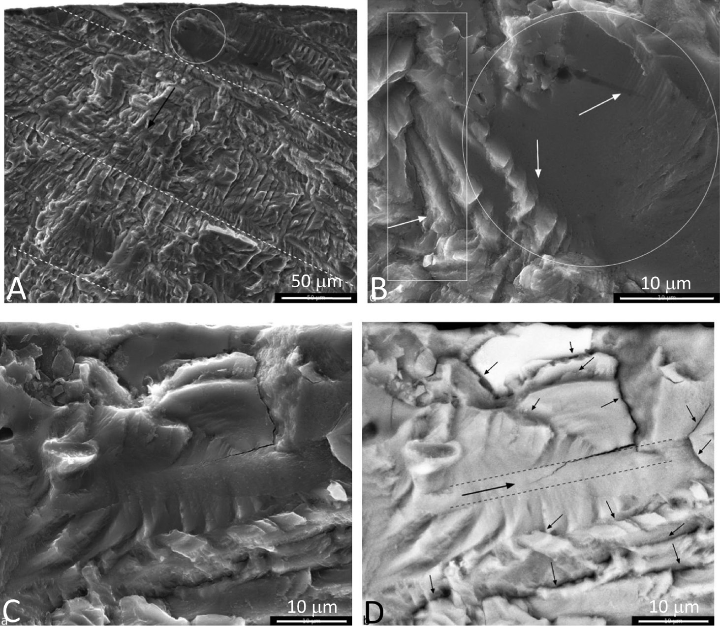Figure 10: 
						Fractography after random 20 kHz-sine blocks on constant 0.01 Hz-square loads. (A) Bands (broken lines) reflect 20 different 20 kHz blocks in a quarter of one carrier wave. (B) Microplasticity features (arrows) of broken grains and crack initiation facet. (C) Even at a small secondary crack tip (rectangular frame), ridges with plastic deformation features on a micrometer level in the crack initiation area. (D) BS view: microplasticity features and small cracks. Plastically deformed area within grain containing a twin. Shorter than 10 μm long secondary cracks (small arrows; Stanzl-Tschegg et al., 2016).
					