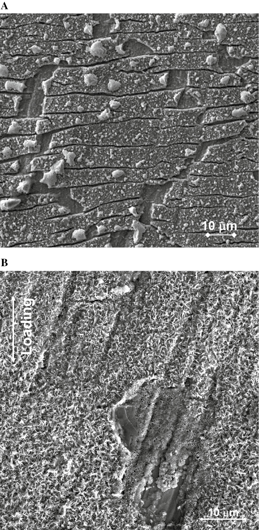 Figure 6: 
            Ground surface after CERT in Pb and 400°C: (A) appearance of the high-strained region surface of R0-loaded tapered specimen showing thick oxide, partly peeled up, and plenty of superficial cracks initiating perpendicular to loading; (B) appearance of the same region of R2-loaded specimen showing mostly continuous oxide with sporadic fine cracks.