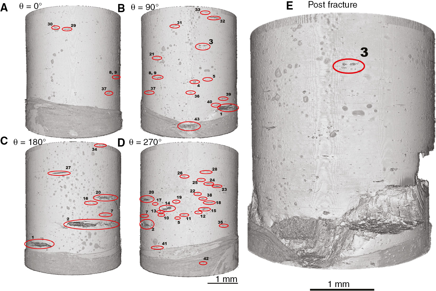 Figure 2:
(A–D) Volume renderings of the gauge length of the sample at four different viewing angles (θ) obtained at a time step just prior to failure showing all the 44 EIC cracks that were numbered and investigated, and (E) volume rendering of the sample gauge length after failure showing the relative location of the specific EIC crack marked “3” on the sample gauge length that was subject to further characterisation. The protective Parafilm™ used to prevent cracking outside the XCT FOV is also visible at the bottom end of the image.