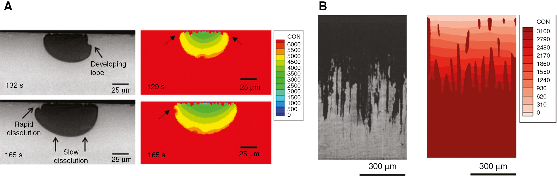 Figure 12: 
							Examples of 2D peridynamic simulations of localized corrosion: (A) experimental [left, from Ghahari et al. (2015)] and PD results for pitting corrosion in stainless steel, with formation of lacy covers; (B) experimental [left, from Zhang and Frankel (2002)] and PD simulation results for intergranular corrosion of AA2024 alloy at high potential from Jafarzadeh et al. (2018a). Colors in the computed results are the molar concentration of metal ions.
						