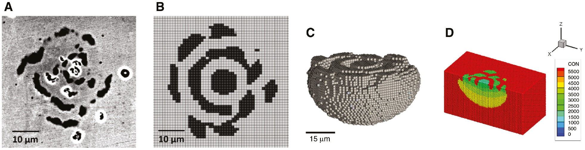 Figure 13: 
							Comparison between experiments and 3D peridynamic simulation for pitting corrosion in stainless steel, with the formation of lacy covers (Jafarzadeh et al., 2019a): (A) the experimentally observed lacy cover morphology (Zakeri et al., 2015); (B) the lacy cover obtained in the PD simulation; (C) the 3D volume carved by the pit; (D) molar concentration map for the dissolved ions in a mid-cross-sectional view.
						