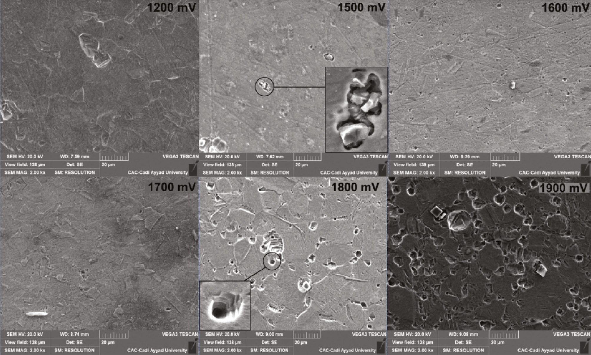 Figure 12: 
						Morphological analysis for polarized SS at different anodic potentials.
					