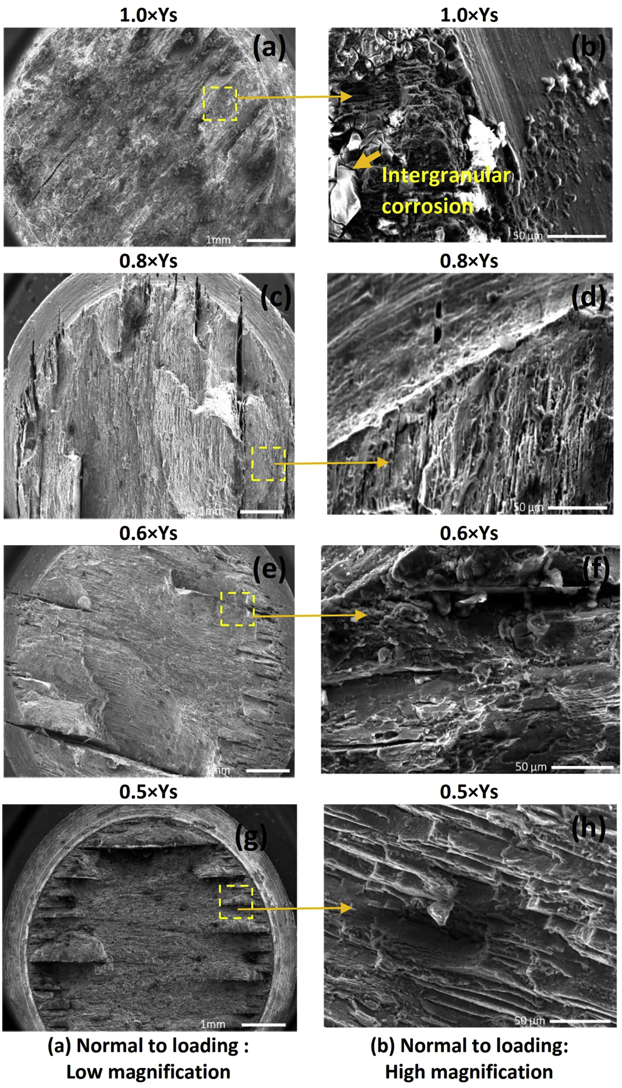 Figure 9: 
						Fracture surface morphology of PM.
					