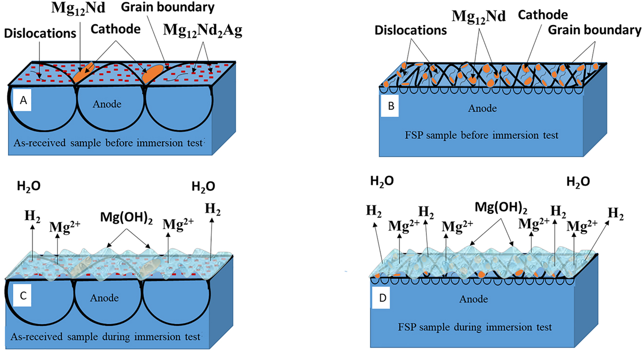 Figure 7: 
					Schematic diagram of corrosion mechanism: (A) distribution of precipitates in as-received QE22 alloy before immersion test, (B) distribution of precipitates in FSPed alloy before immersion test, (C) as-received alloy exposed to 3.5 wt% NaCl solution, and (D) FSPed alloy exposed to 3.5 wt% NaCl solution.
				