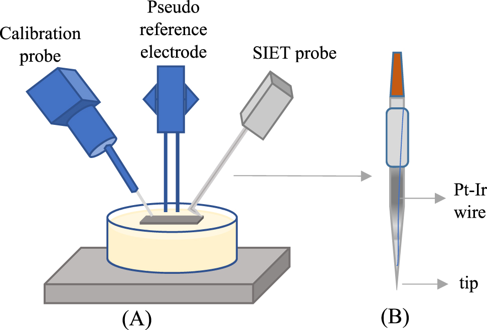 Figure 15: 
						(A) Typical set up for SIET method (B) glass-capillary ion-selective microelectrode with liquid membrane.
					