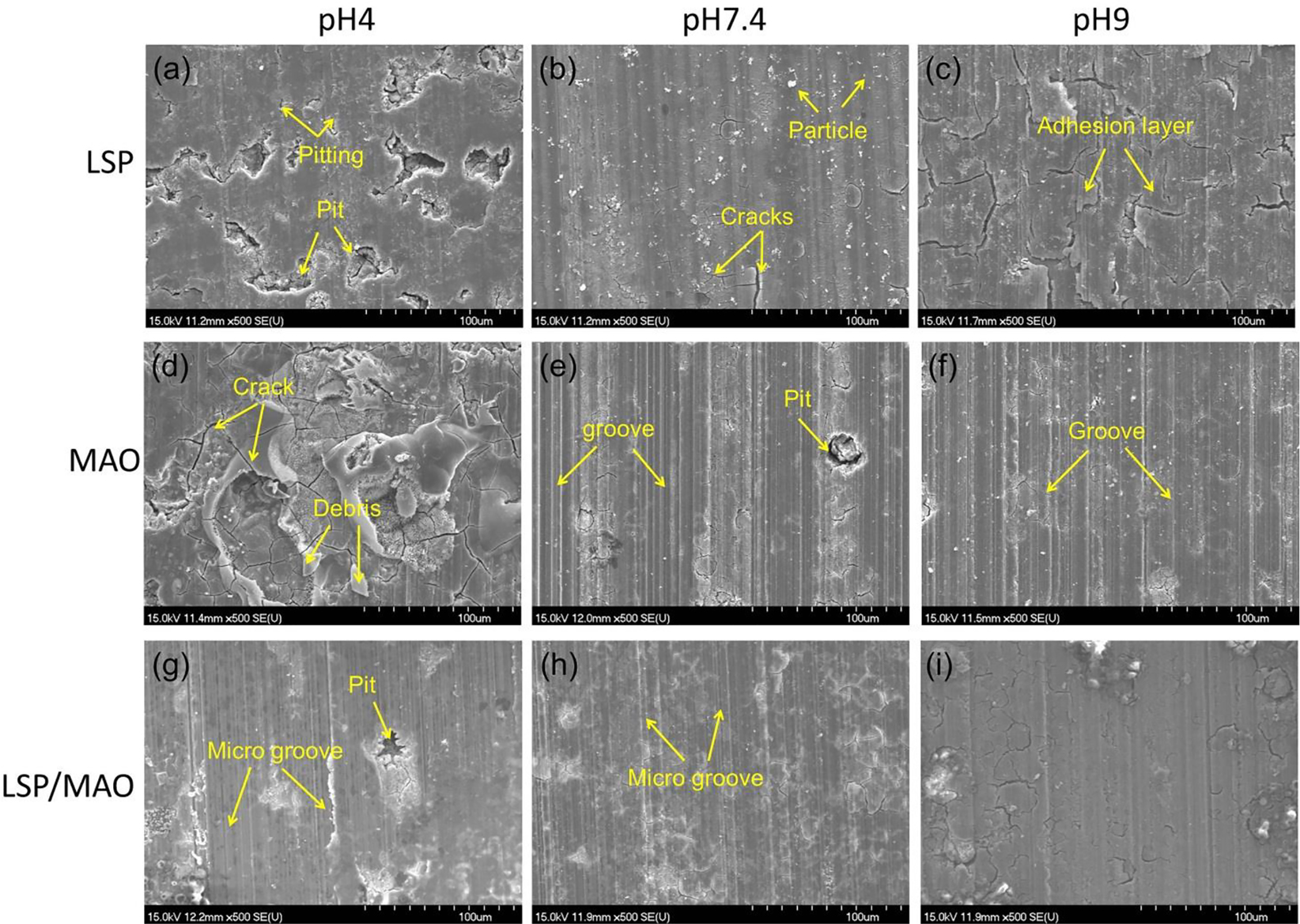Figure 5: 
						SEM morphologies of worn surface for three specimens in SBF with three pH values.
					