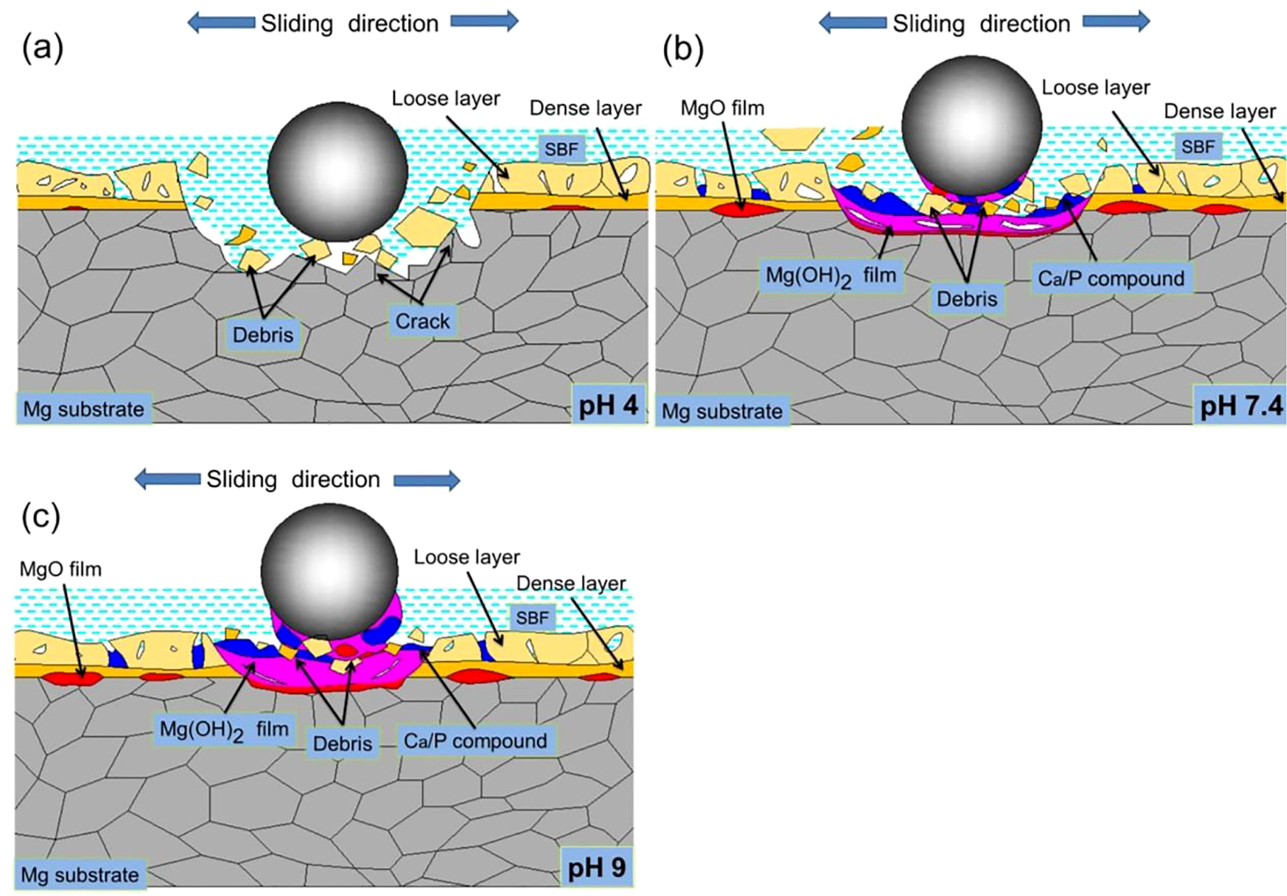 Figure 8: 
					Wear diagrams of MAO specimen in SBF with three pH values.
				