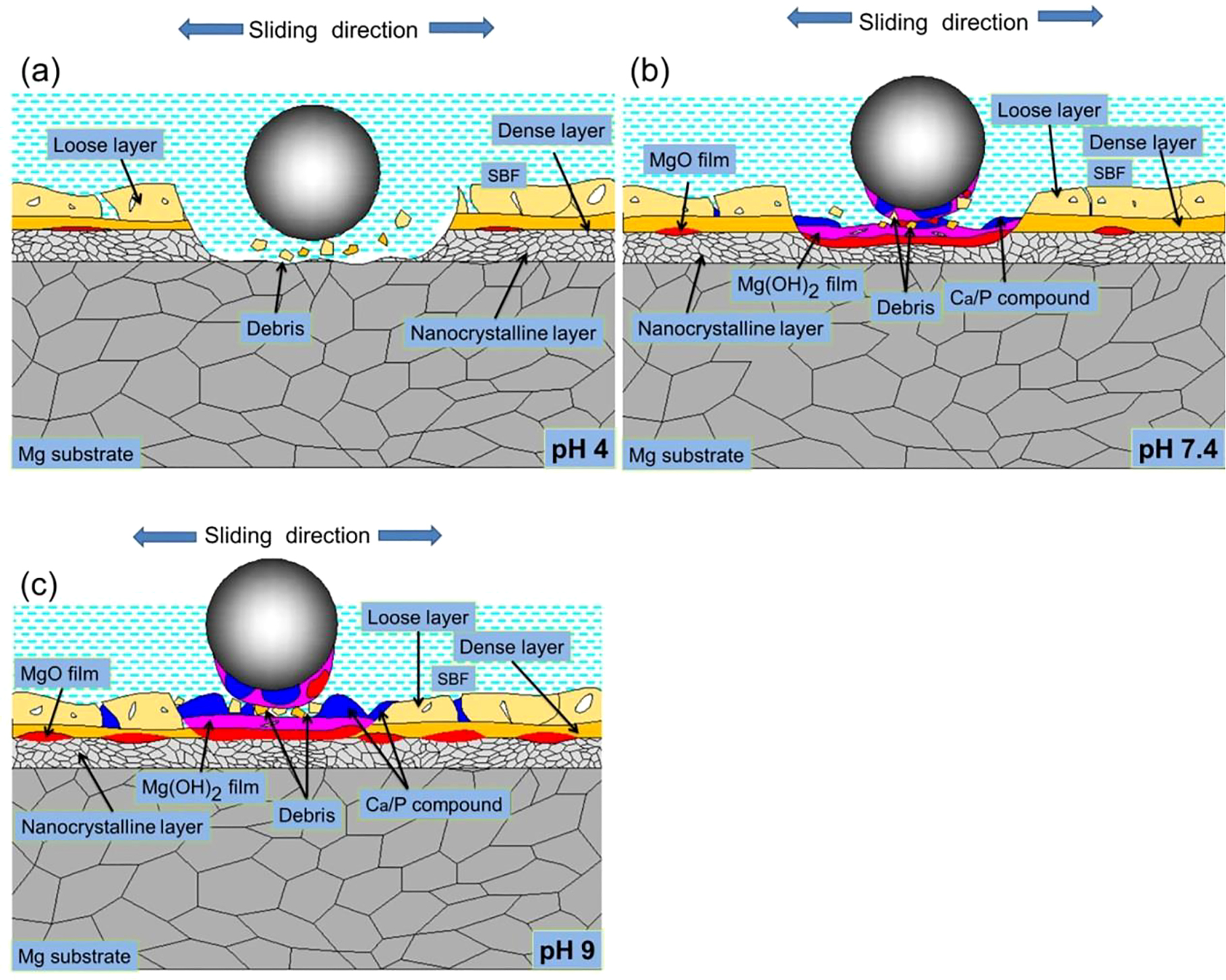 Figure 9: 
					Wear diagrams of LSP/MAO specimen in SBF with three pH values.
				