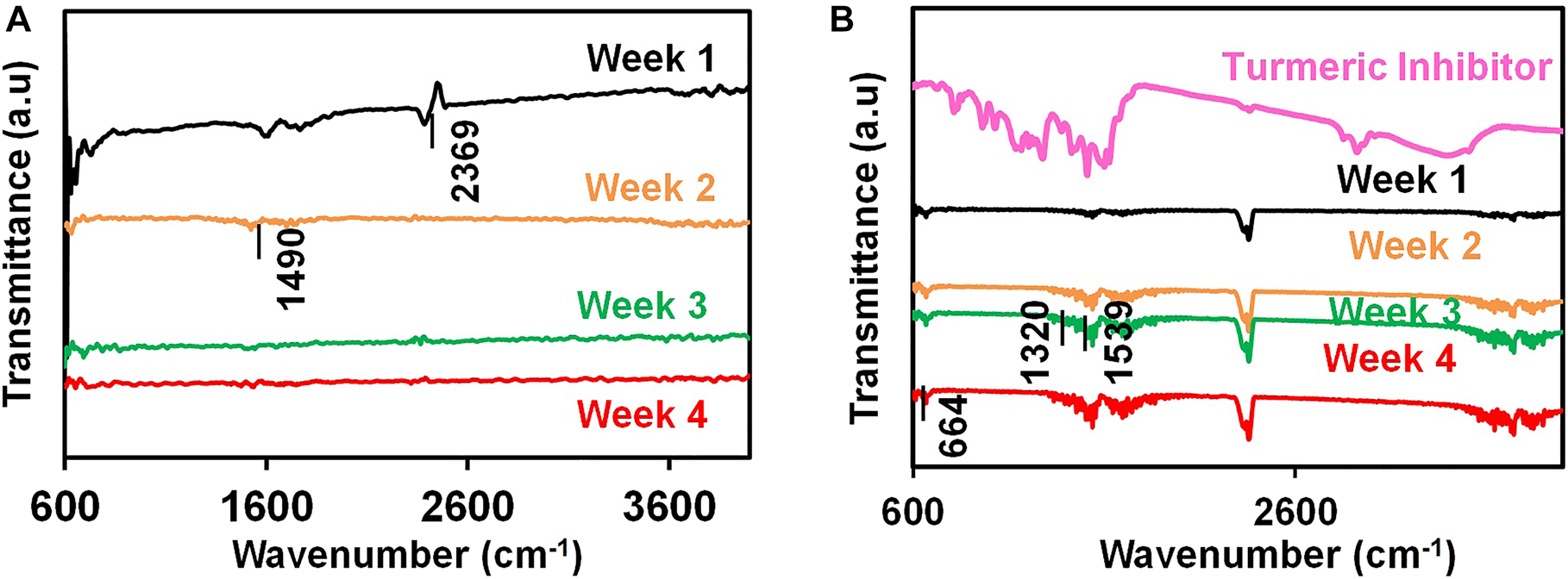 Figure 3: 
						FTIR spectra for the low-carbon steel coupons immersed in (A) BUI broth (B) BI broth at four immersion periods.
					