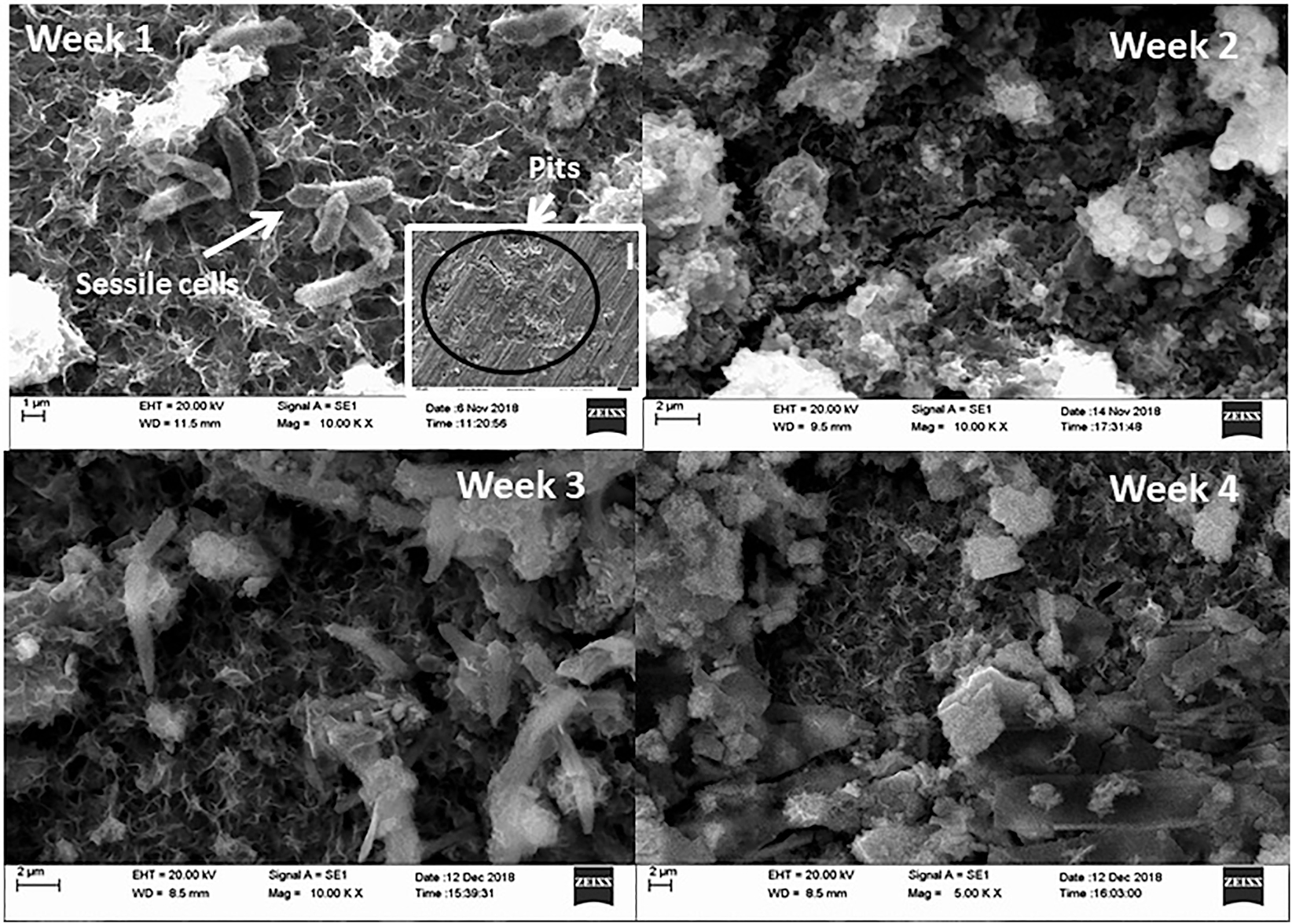 Figure 8: 
						SEM pictures of the low-carbon steel coupon in uninhibited biotic (BUI) media at four immersion periods with the biofilm. The inset -I in the week 1 image shows the SEM image of the week 1 coupon at 500× magnification after film removal.
					