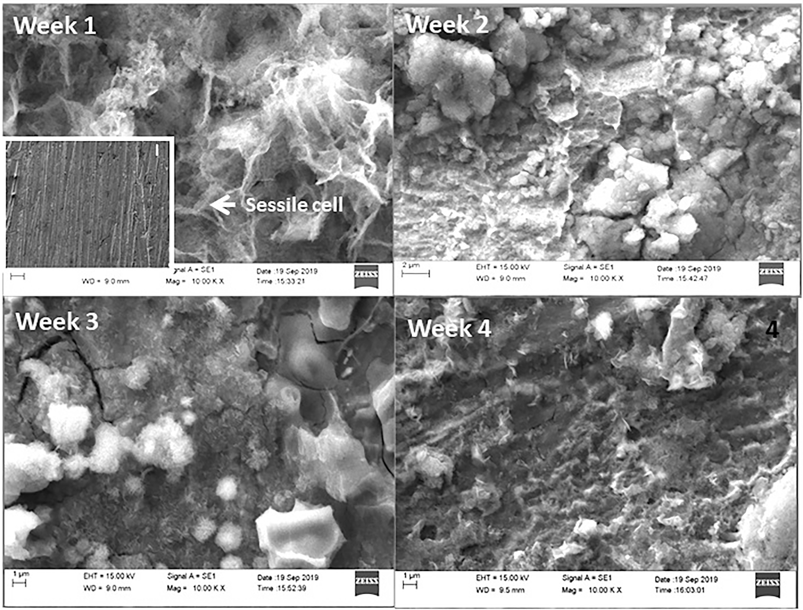 Figure 9: 
						SEM pictures of the low-carbon steel coupon in BI media at four immersion periods. The inset-I in the week 1 image shows the SEM image of the week 1 coupon at 500× magnification after film removal.
					