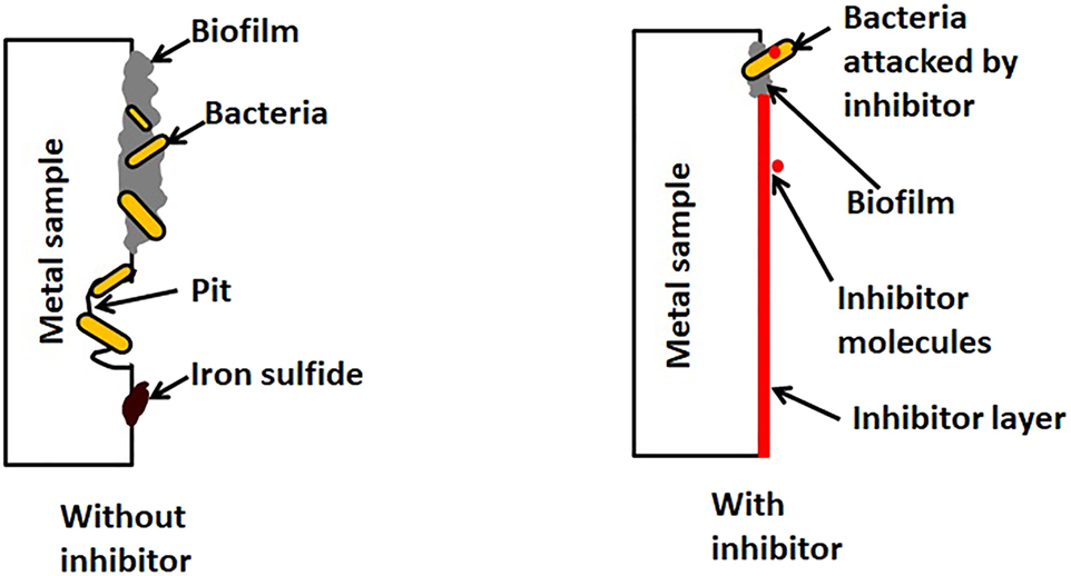 Figure 10: 
						Schematic of the proposed mechanism for steel showing the effect of inhibitor on MIC.
					
