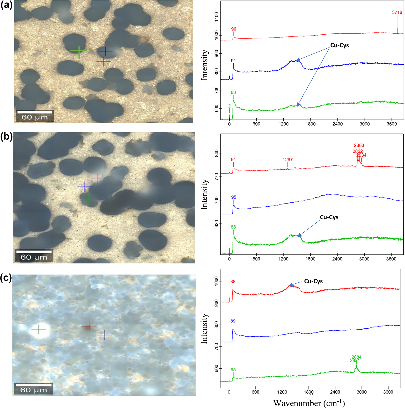 Figure 5:
Raman images of golden alloy in 3.5 wt% NaCl with 10−2 M cysteine (a–c), 10, 20, and 30 immersion days, respectively with their corresponding Raman spectral curves.