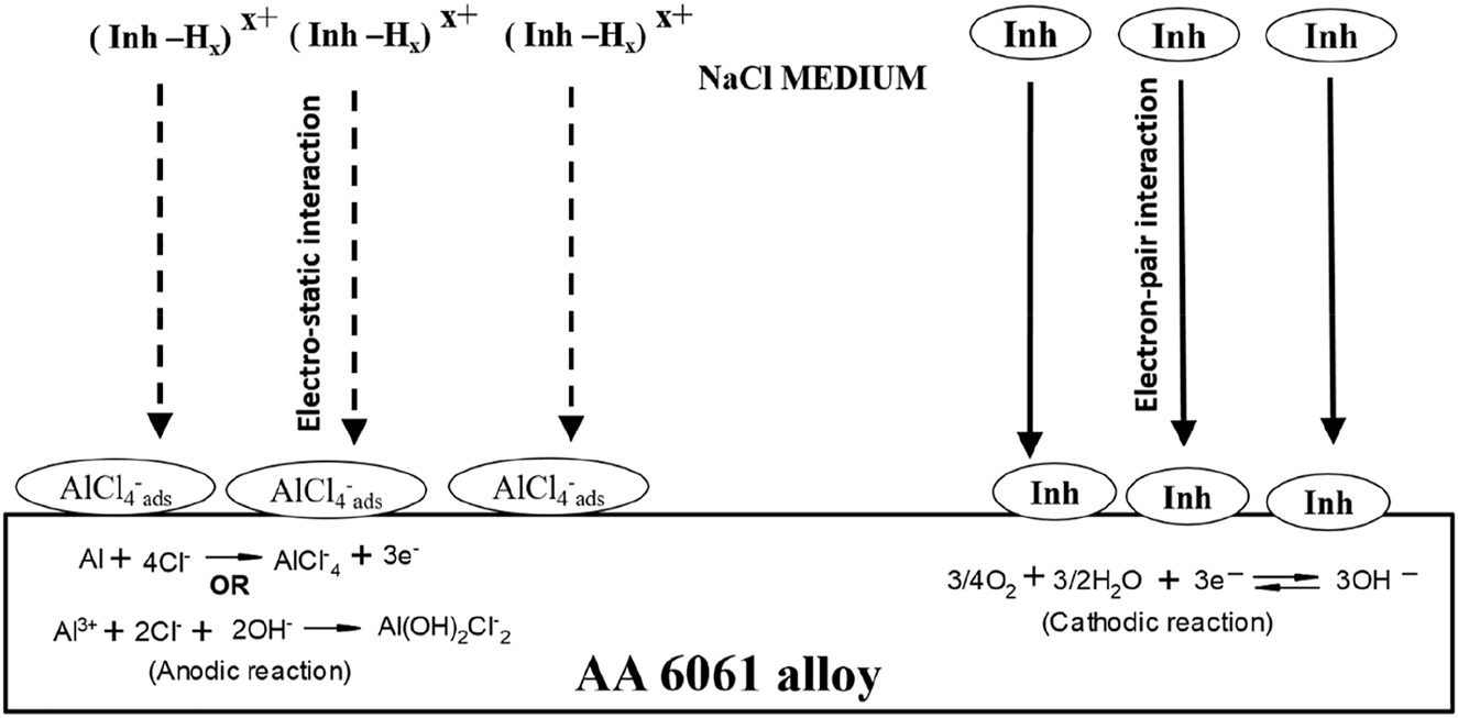 Figure 32: 
						Mechanism of corrosion inhibition in sodium chloride medium.
					
