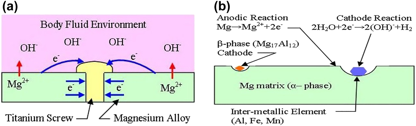 Figure 3: 
						Galvanic corrosion in the physiological environment due to (a) the use of two dissimilar metals, (b) the presence of the second phase and/or intermetallic (Poinern et al. 2012).
					
