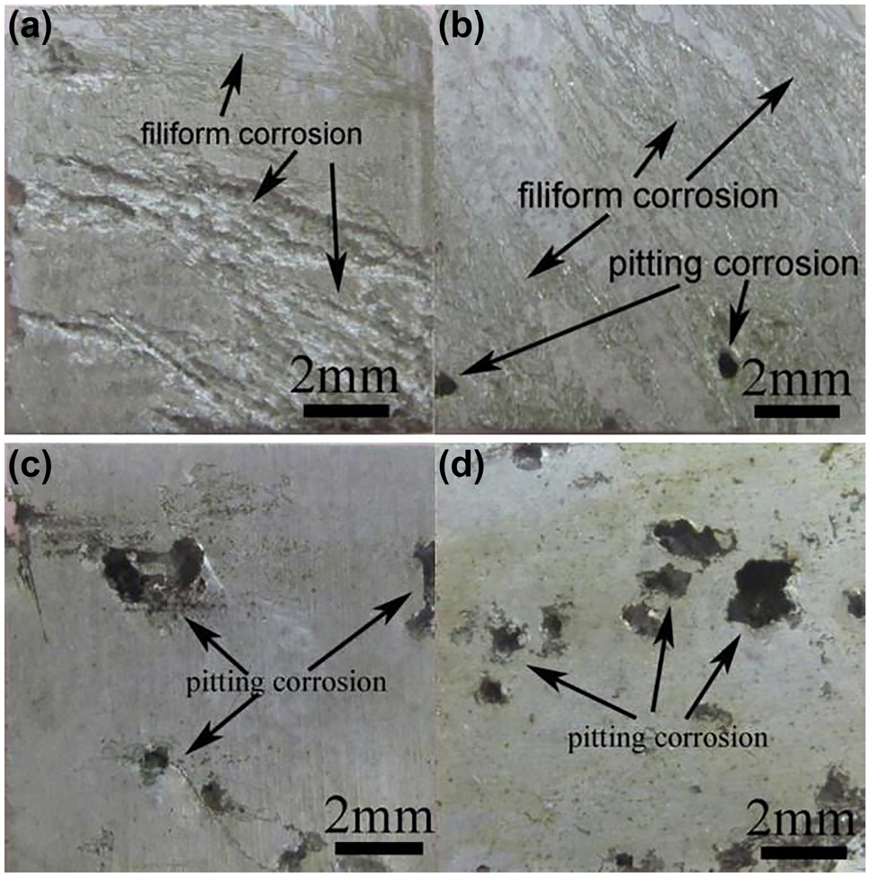 Figure 4: 
						Types of corrosion in Mg-Dy alloy (a) Severe filiform corrosion in Mg-5Dy, (b) reduced filiform corrosion and prominent pitting corrosion in Mg-10Dy, (c) and (d) severe pitting corrosion in Mg-15Dy and Mg-20Dy after 72 h immersion in 0.9 wt% NaCl solution. Reprinted from (Yang et al. 2011b) with permission from Elsevier.
					