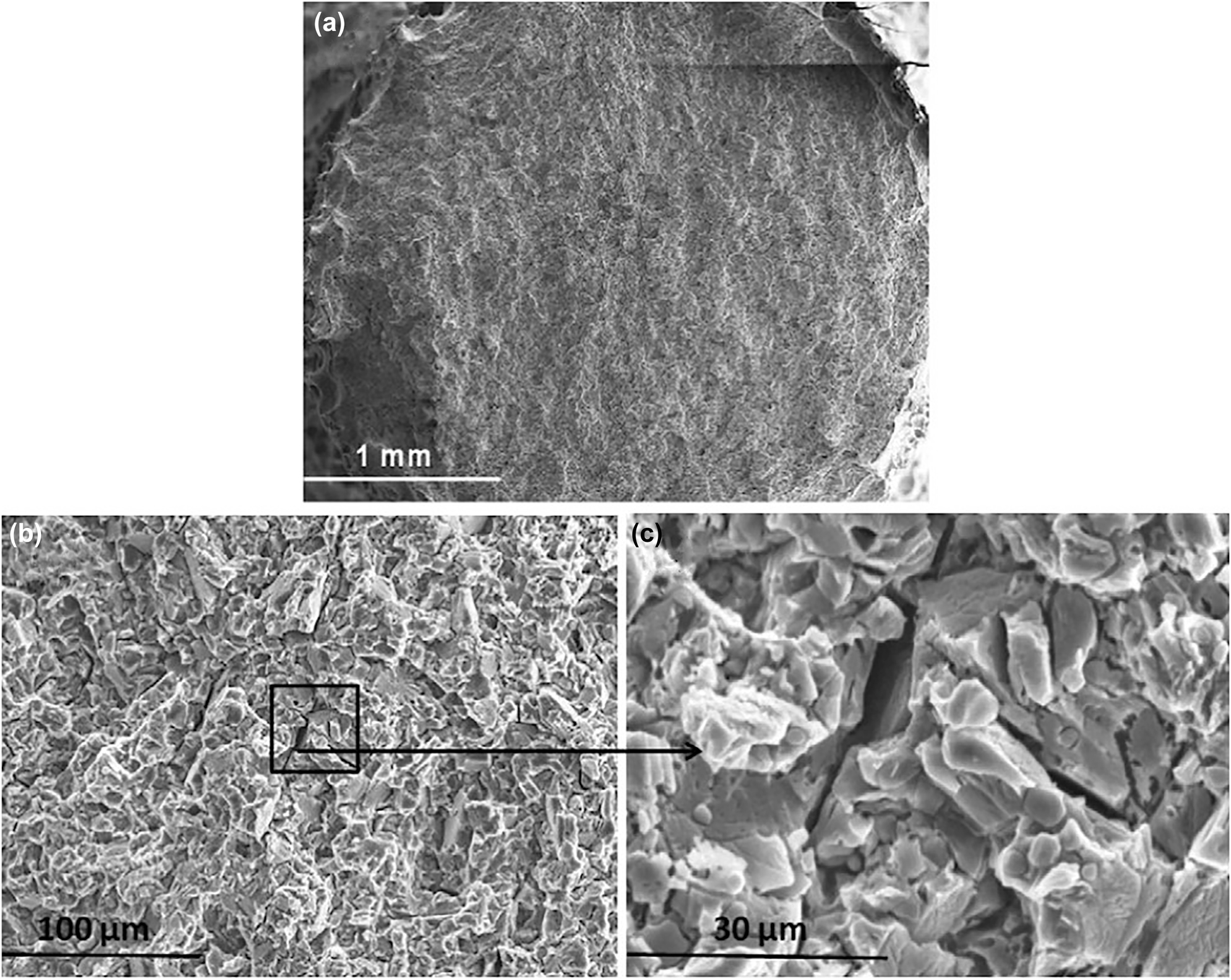Figure 7: 
						Micrograph of (a) the fractured surface, (b) intergranular and transgranular SCC, (c) fractured surface at higher magnification showing intergranular cracks in WE43 alloy tested in m-SBF. Reprinted from (Choudhary et al. 2014) with permission from Elsevier.
					