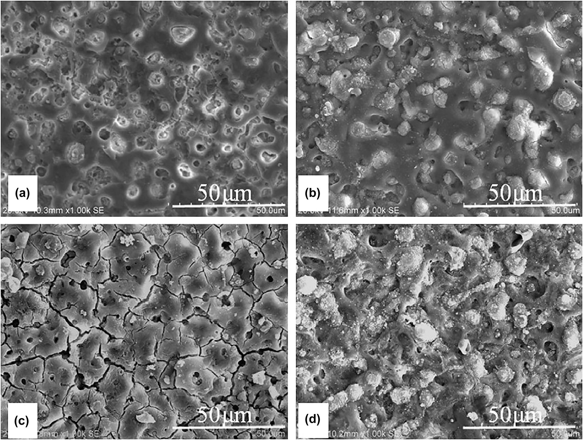 Figure 16: 
								Surface morphology of (a) MAO coating, (b) MAO + HA coating before immersion and (c) MAO coating, (d) MAO + HA coating after 30 days of immersion in Hank’s solution. Reprinted from (Lin et al. 2014) with permission from Elsevier.
							