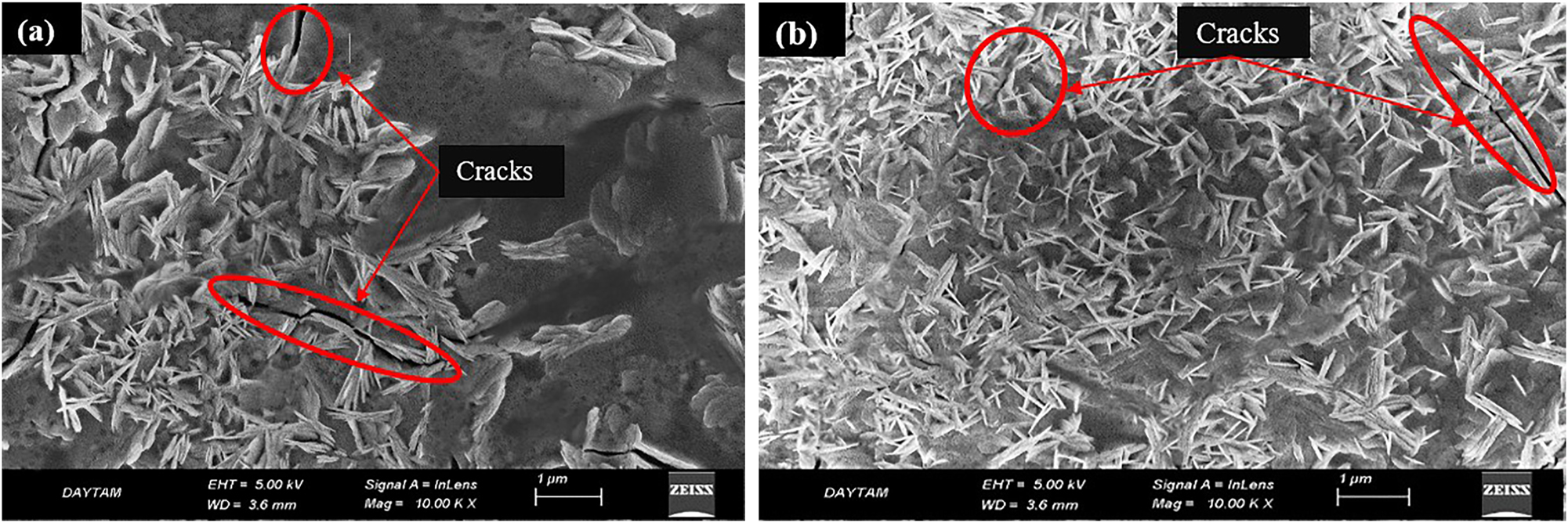 Figure 7: 
SEM images of the CuNPs-coated Ti6Al4V surfaces: (a) single-coated and (b) double-coated.
