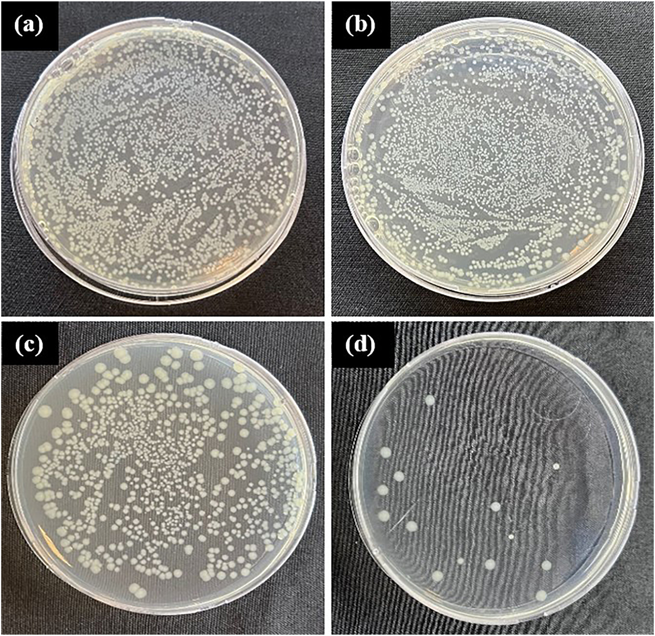 Figure 11: 
Antibacterial test results of 24 h: (a) Escherichia coli control, (b) noncoated Ti6Al4V alloy control, (c) CuNPs single-coated Ti6Al4V alloy, and (d) CuNPs double-coated Ti6Al4V alloy.
