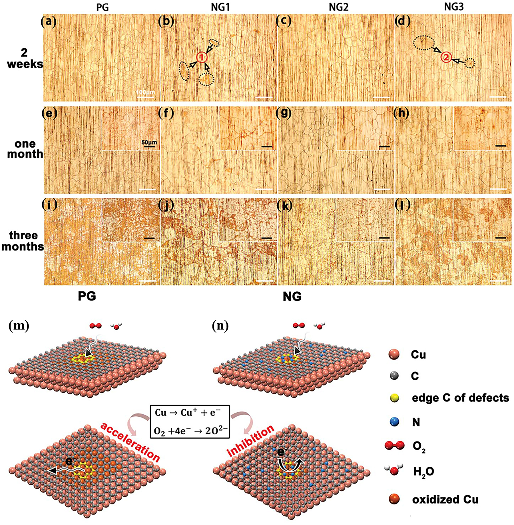 Figure 12:
Optical micrographs of PG- and NG-coated copper foils exposed to air for (a–d) 2 weeks, (e–h) 1 month and (i–l) 3 months, respectively; scale bars are 100 mm. Areas 1 and 2 marked with ellipses in (b) and (d) are dark yellow areas of corrosion. The insets in (e–l) show corresponding enlarged optical images of PG- and NG-coated copper foils exposed to air for 1 and 3 months; scale bars are 50 mm. (m) Schematic illustration of the corrosion mechanism of (m) PG- and (n) NG-coated copper foils (Ren et al. 2018). Reprinted with permission from Royal Society of Chemistry.