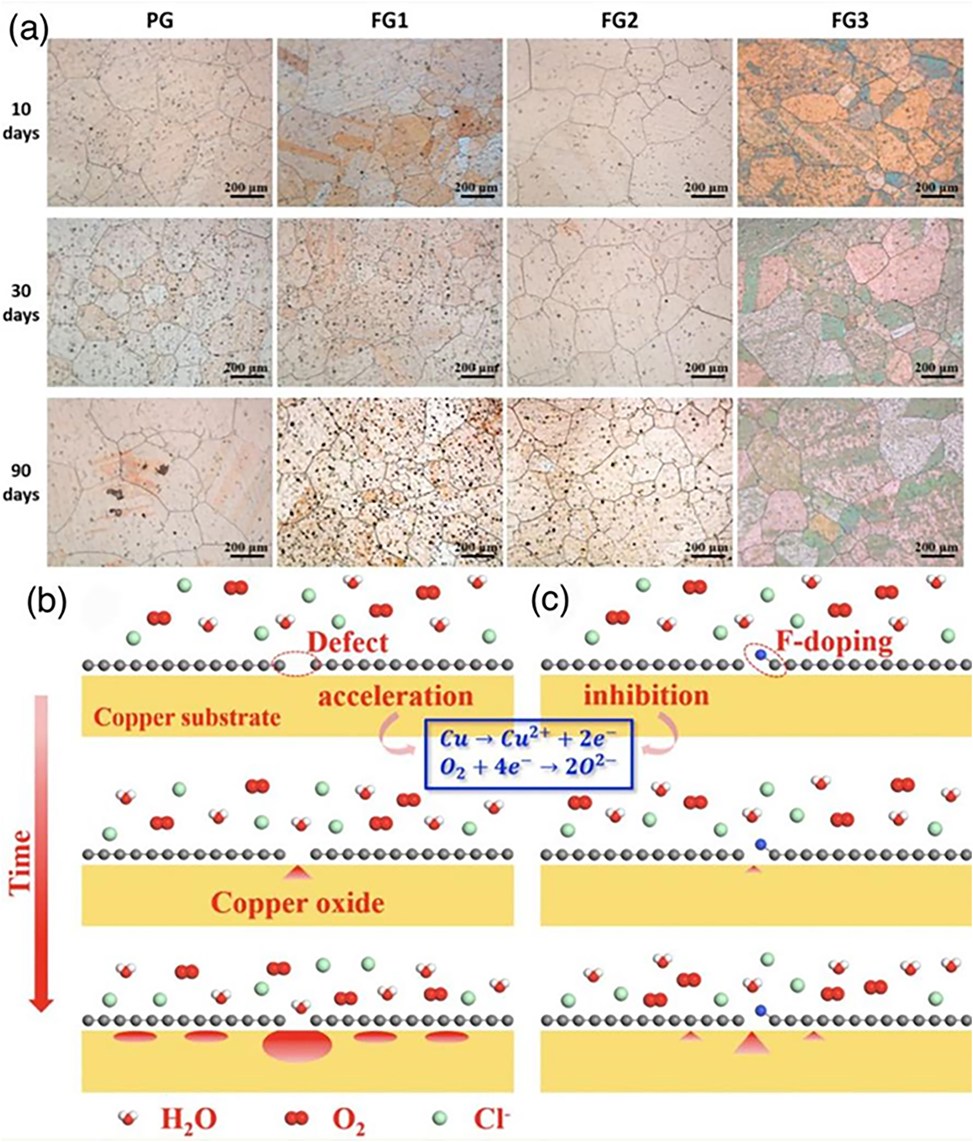 Figure 13:
Fluorinated graphene for optimizing anti-corrosion properties. (a) Optical micrographs of PG- and FG-coated copper exposed to air for different times. (b) Schematic diagram of the corrosion protection mechanism of PG and (c) FG (Wu et al. 2021c). Reprinted with permission from Elsevier.