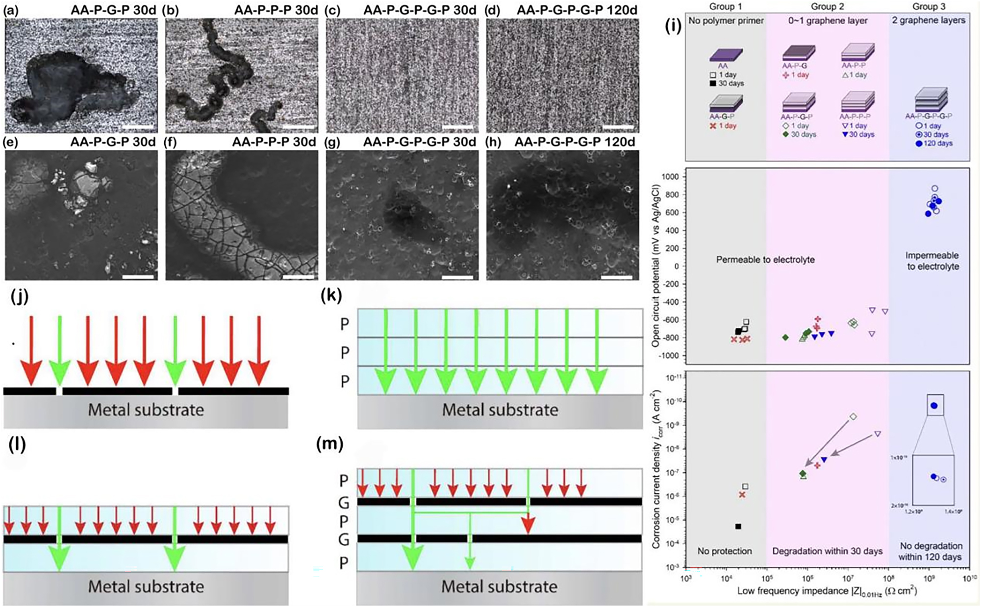 Figure 20:
Optical images (a, b) and SEM images (e, f) of AA-P-G-P and AA-P-P-P after 30 days of immersion in 3.5 wt% NaCl solution; optical images (c, d) and SEM images (g, h) of AA-P-G-P-G-P after 30 and 120 days of immersion in 3.5 wt% NaCl solution. (i) Grouping of all samples tested and summary of the results of the electrochemical tests. (j–m) Schematic representation of the corrosion protection mechanism of (j) ungrown graphene (G), (k) bare polymer (P), (l) P-G-P and (m) P-G-P-G-P coatings on metal substrates (Yu et al. 2018). Reprinted with permission from Elsevier.