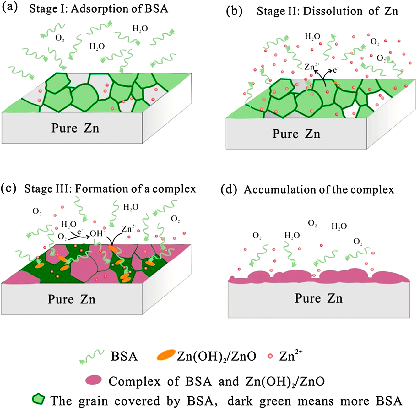 Figure 2: 
Illustration of the corrosion process of Zn in artificial plasma: (a) adsorption of BSA at the initial stage; (b) dissolution of Zn; (c) formation of a complex of BSA and Zn(OH)2/ZnO; (d) accumulation of the complex on Zn surface. Reprinted from Liu et al. (2019) with permission from Elsevier.
