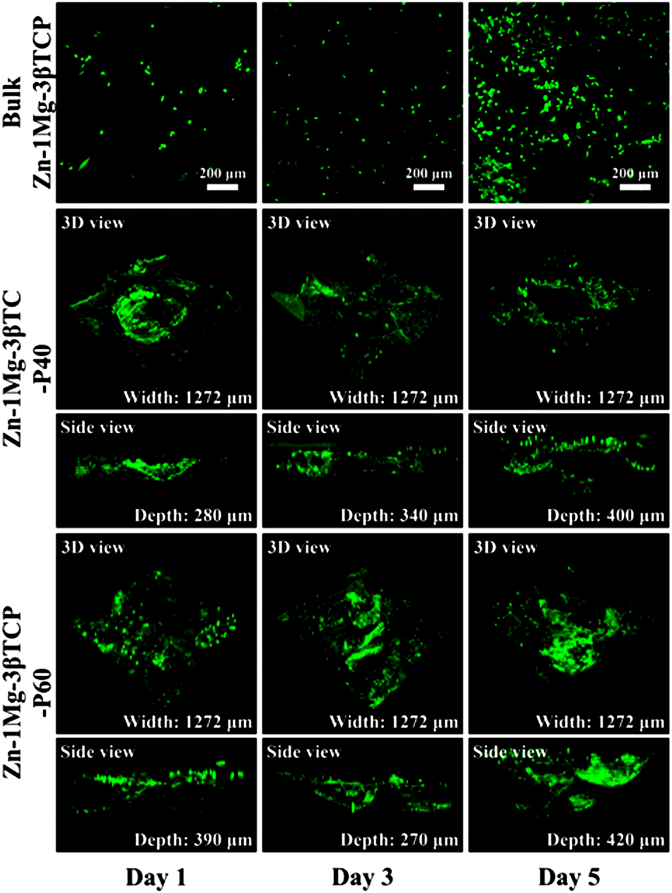 Figure 9: 
Live/dead staining of MC3T3-E1 osteoblasts with culture duration of 1, 3 and 5 days on the surface of bulk Zn–1Mg–3βTCP, Zn–1Mg–3βTCP–P40 scaffold and Zn–1Mg–3βTCP–P60 scaffold. Reprinted from Yao et al. (2023) with permission from Elsevier.
