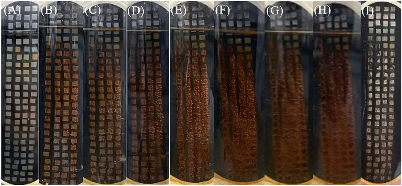 Figure 5: 
Surface corrosion morphology of the steel after immersing in static simulated seawater for (A–H) 1 h, 1 d, 3 d, 6 d, 12 d, 18 d, 24 d, 30 d, and (I) after removal of loose surface corrosion products.
